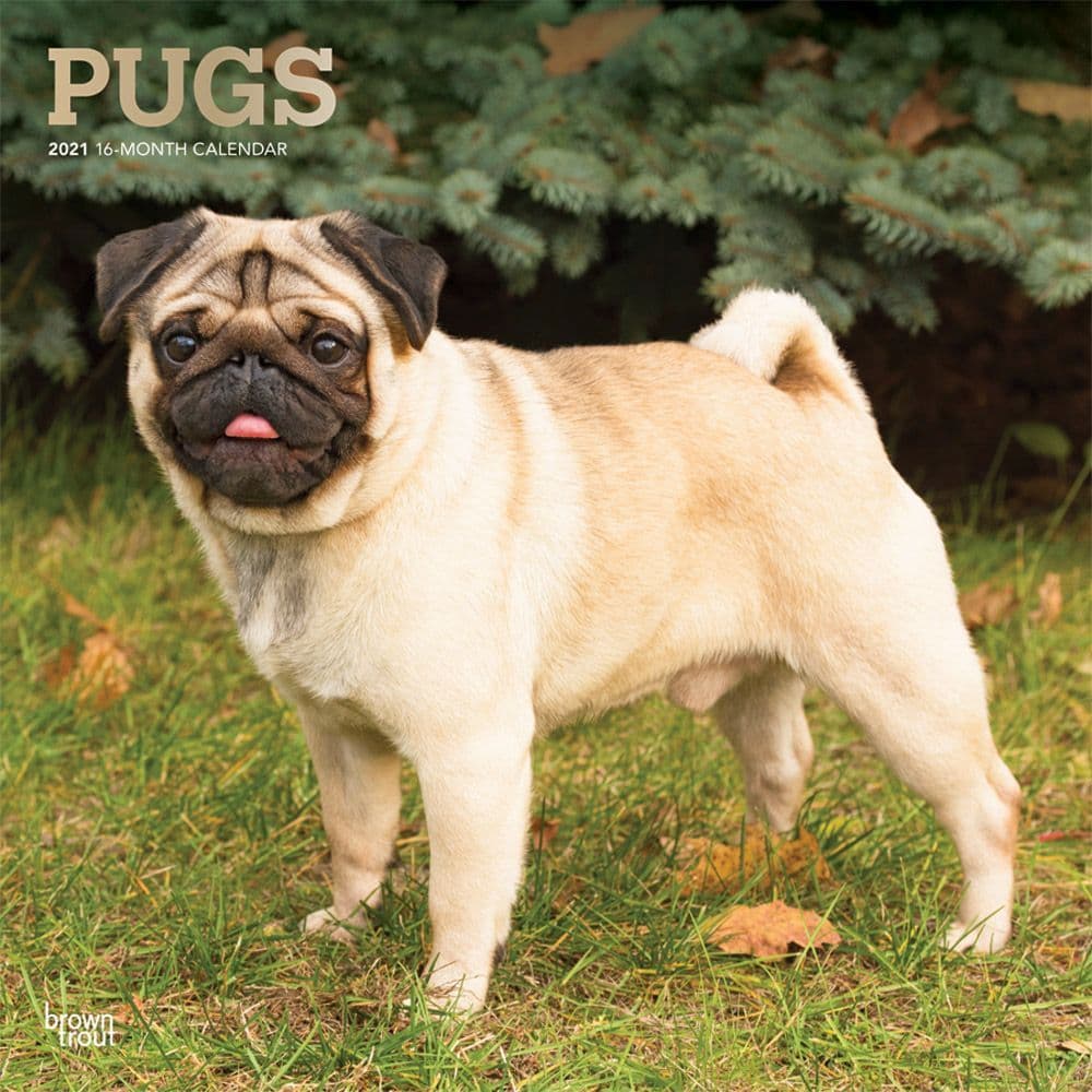 Pugs Wall Calendar