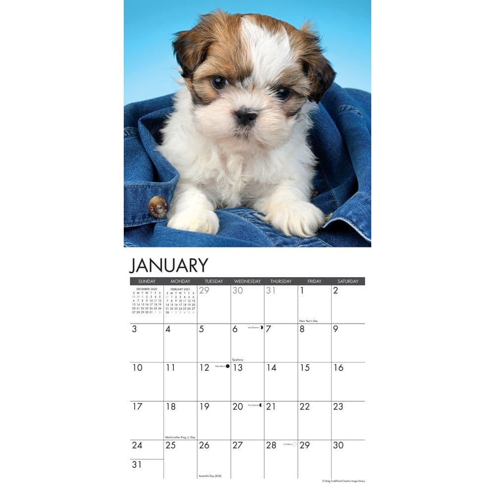 Just Shih Tzu Puppies Wall Calendar