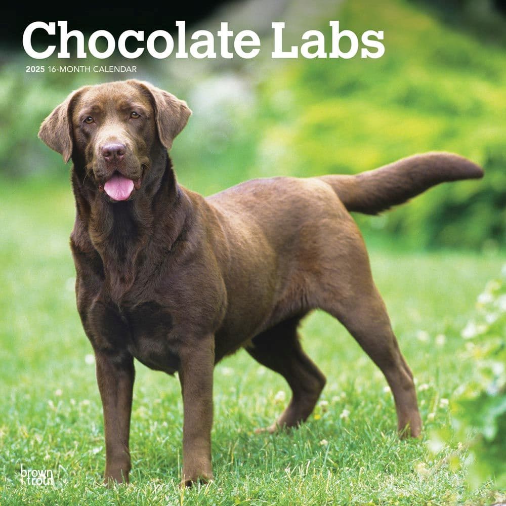 Chocolate Lab Retriever 2025 Wall Calendar