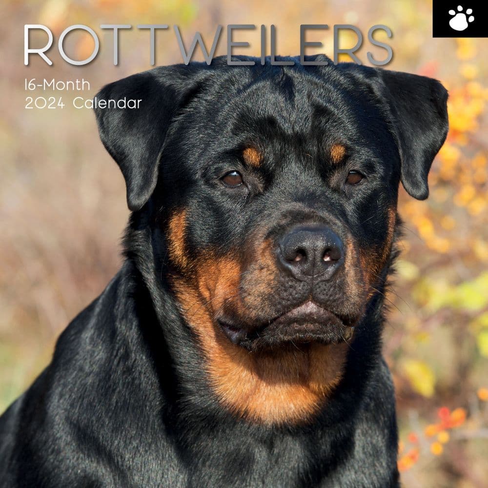 Rottweilers 2024 Wall Calendar