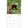 image Red Pandas 2024 Wall Calendar Fourth Alternate Image width=&quot;1000&quot; height=&quot;1000&quot;