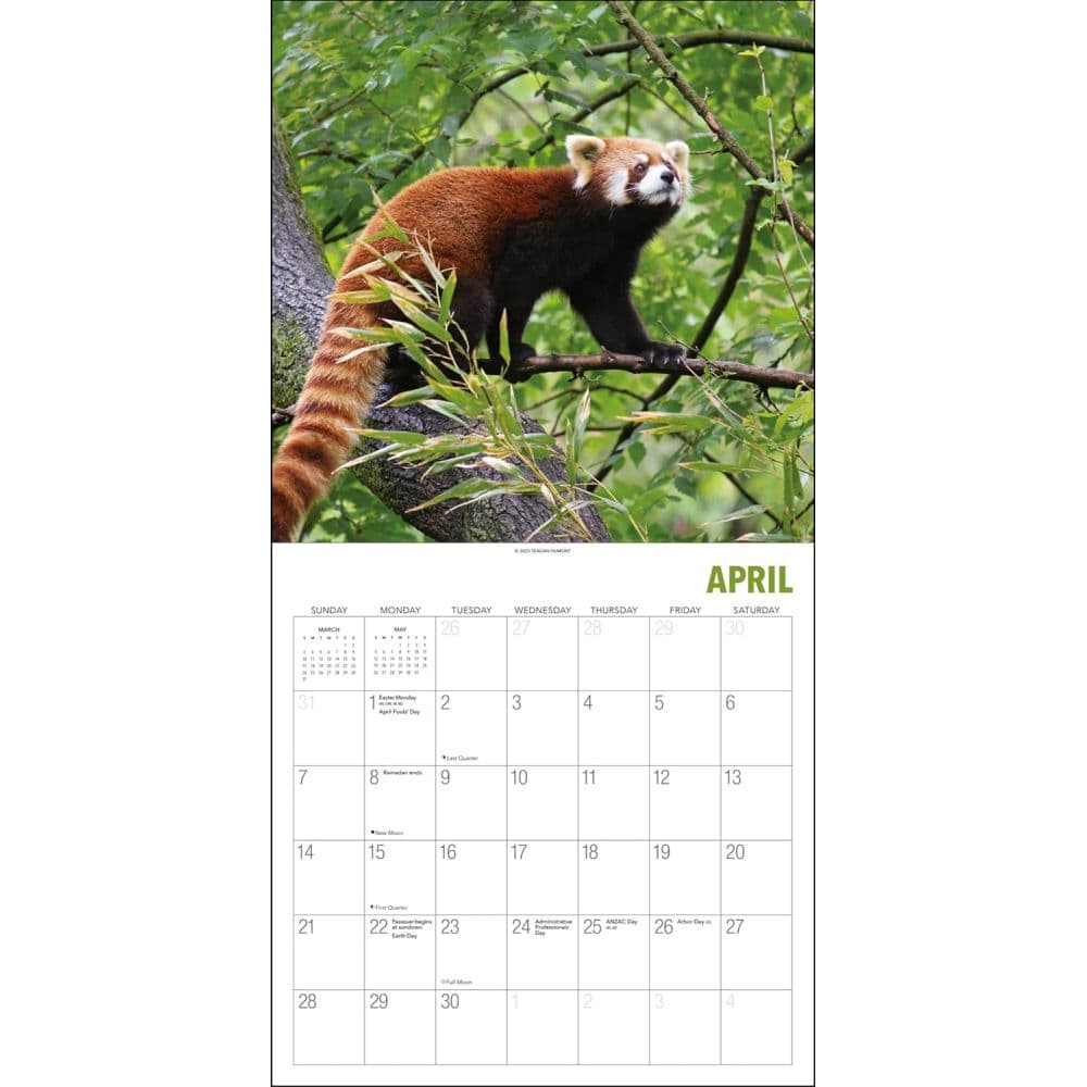 Red Pandas 2024 Wall Calendar Fourth Alternate Image width=&quot;1000&quot; height=&quot;1000&quot;