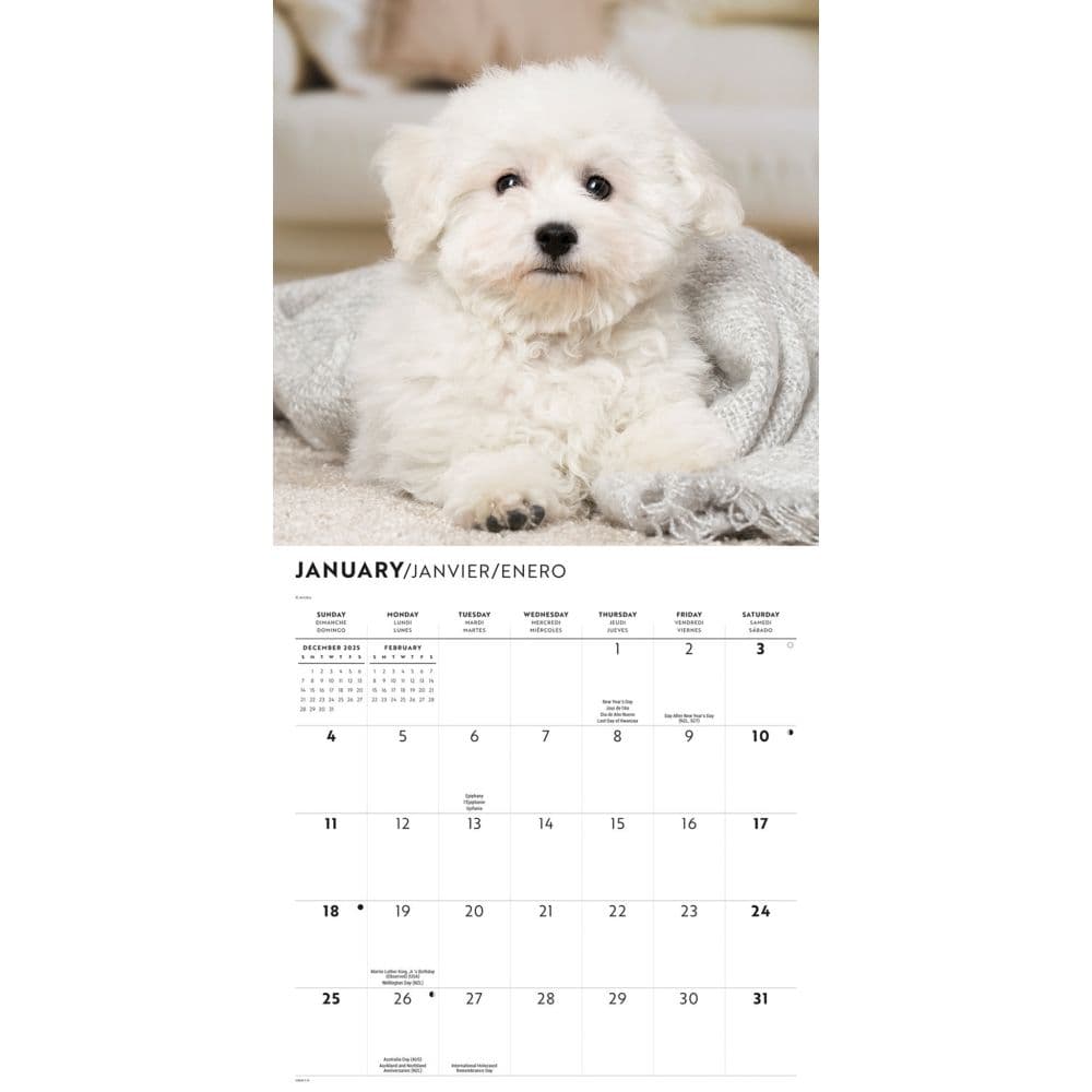 Bichon Frise 2026 Wall Calendar Second Alternate Image
