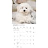 image Bichon Frise 2026 Wall Calendar Second Alternate Image