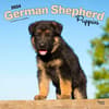 image German Shepherd Puppies 2024 Wall Calendar