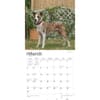 image American Staffordshire Terriers 2024 Wall Calendar Second Alternate Image width=&quot;1000&quot; height=&quot;1000&quot;