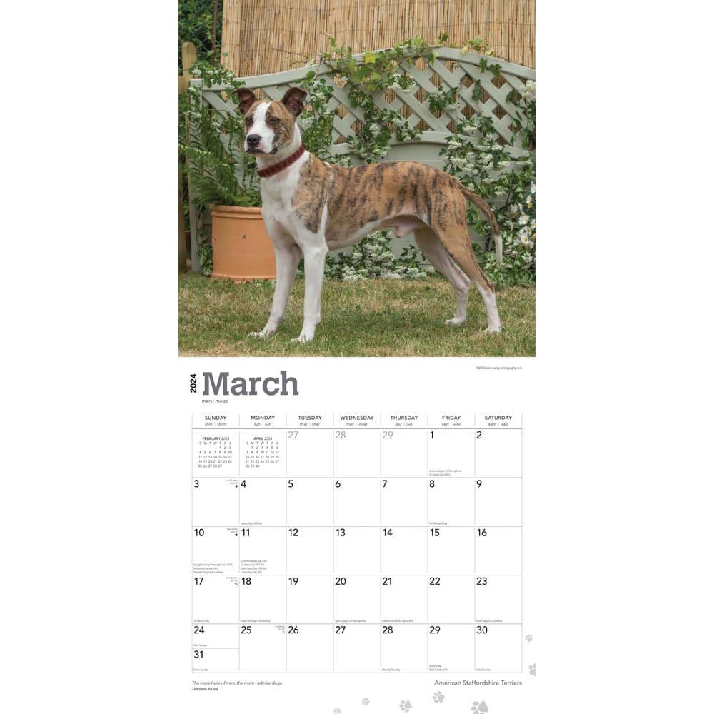 American Staffordshire Terriers 2024 Wall Calendar Second Alternate Image width=&quot;1000&quot; height=&quot;1000&quot;
