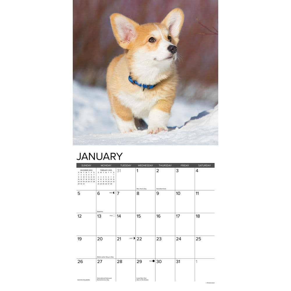 Just Corgi Puppies 2025 Wall Calendar Second Alternate Image width=&quot;1000&quot; height=&quot;1000&quot;