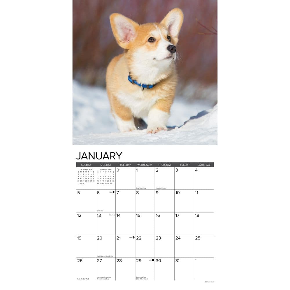 Just Corgi Puppies 2025 Wall Calendar - Calendars.com