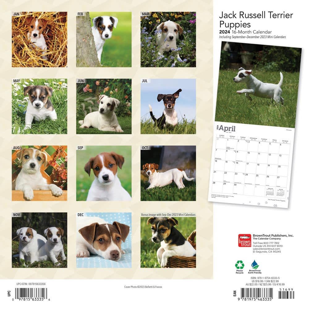 Jack Russell Terrier Puppies 2024 Wall Calendar