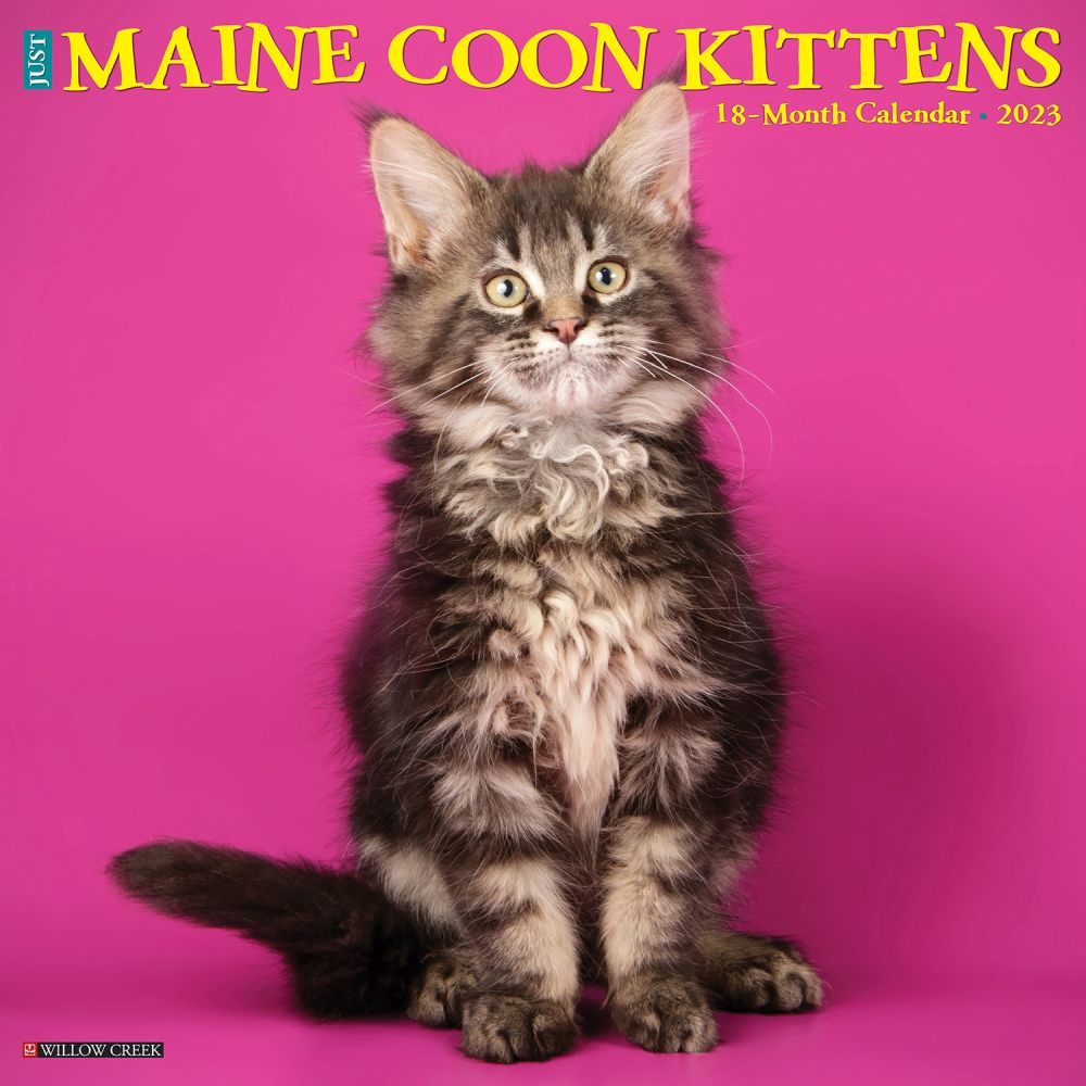 Willow Creek Press Maine Coon Kittens 2023 Wall Calendar