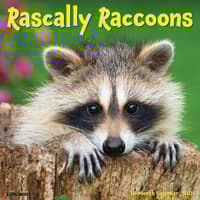 image Rascally Raccoons 2026 Wall Calendar Main Image