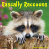 image Rascally Raccoons 2026 Wall Calendar Main Image