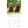 image Chocolate Lab Retriever Puppies 2026 Wall Calendar Fourth Alternate Image
