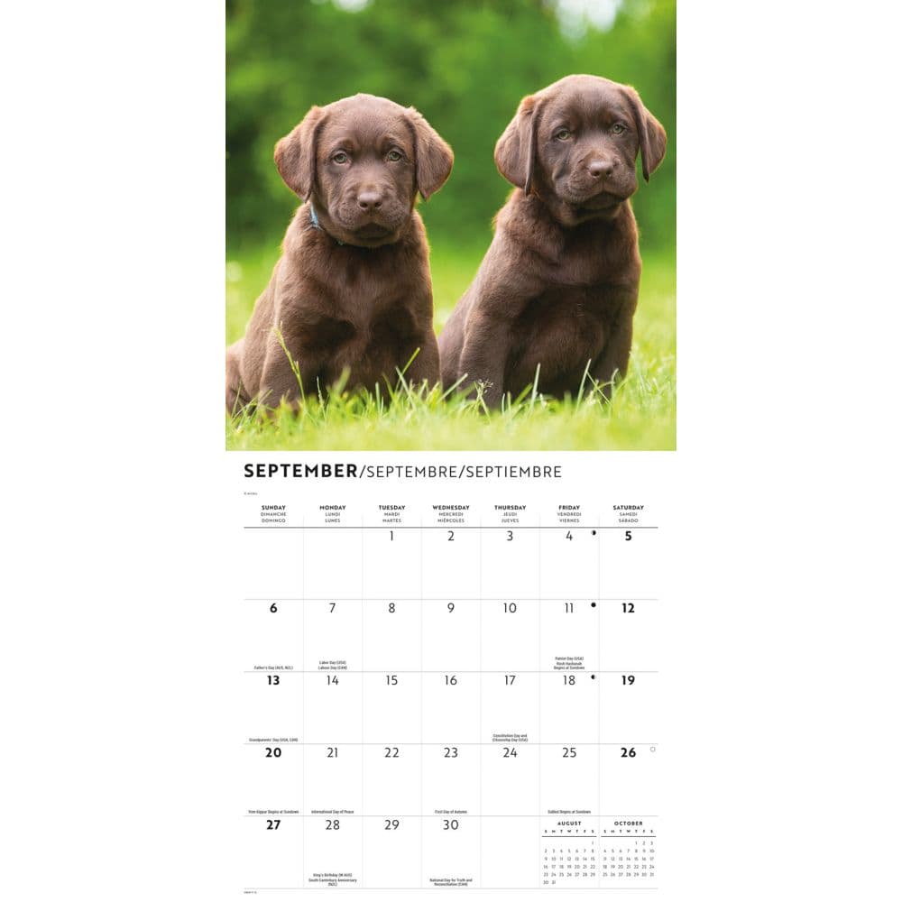 Chocolate Lab Retriever Puppies 2026 Wall Calendar Fourth Alternate Image