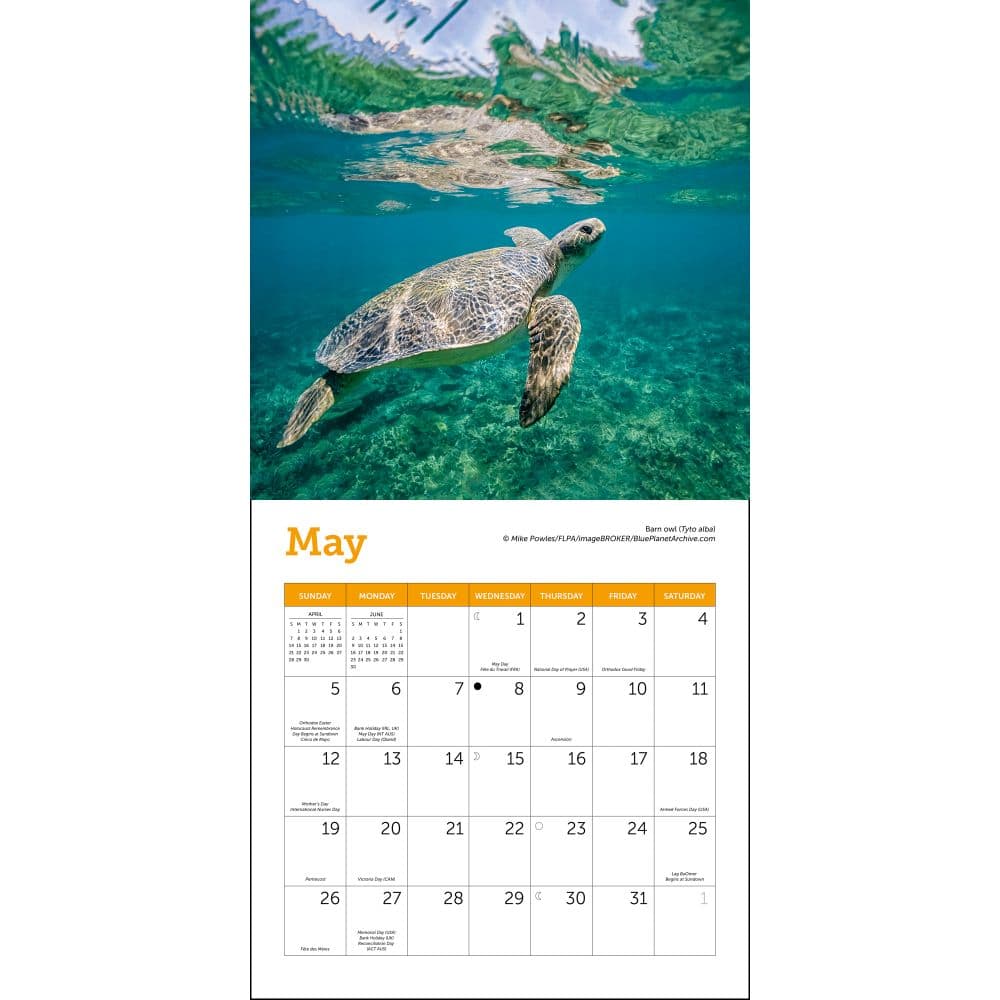 Sea Turtles 2024 Mini Wall Calendar