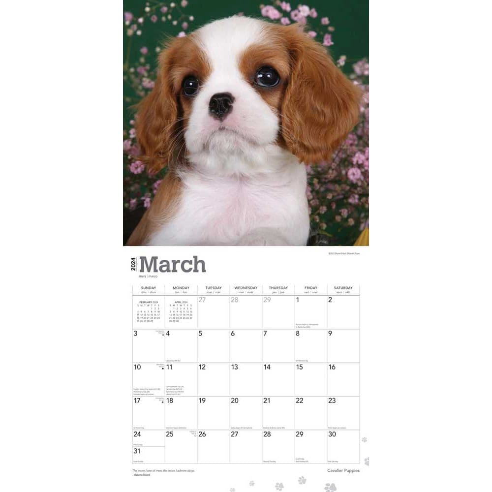 Cavalier King Charles Puppies 2024 Wall Calendar