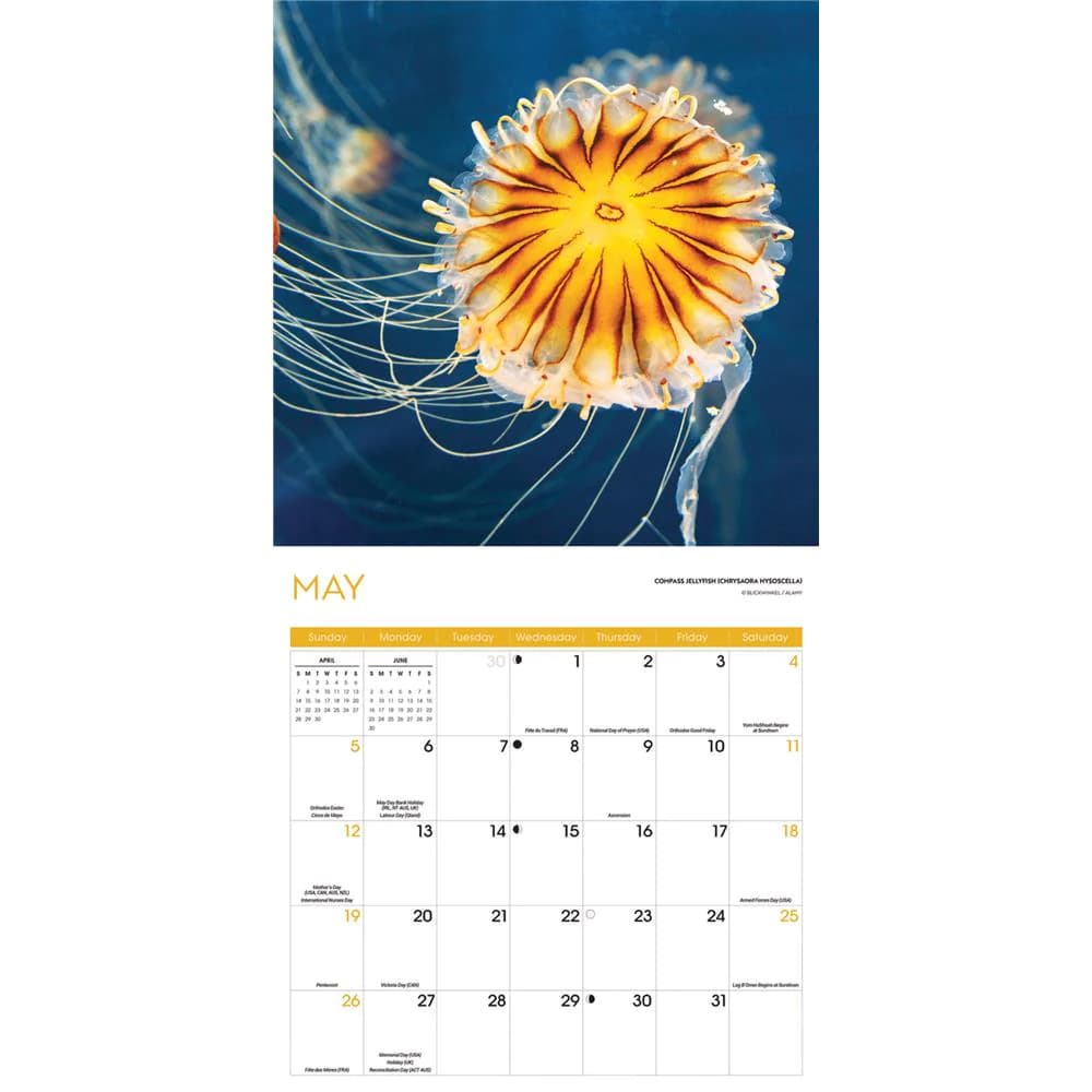 Jellyfish 2025 Wall Calendar