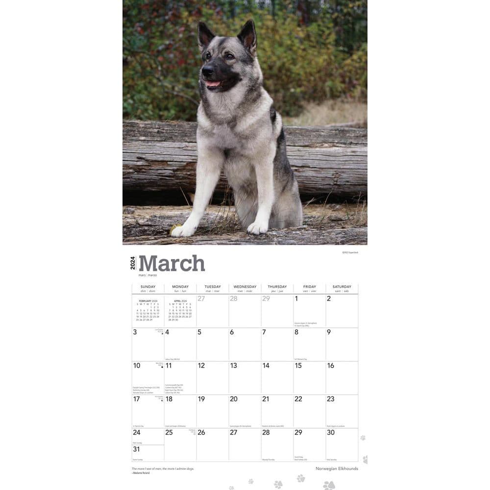 Norwegian Elkhounds 2024 Wall Calendar