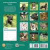 image American Staffordshire Bull Terriers 2024 Wall Calendar