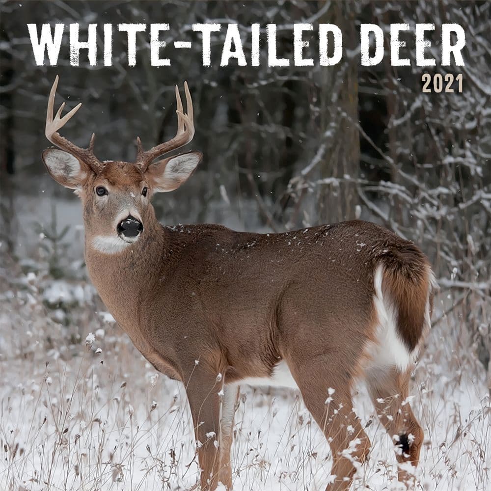 White-tailed deer characteristics picture