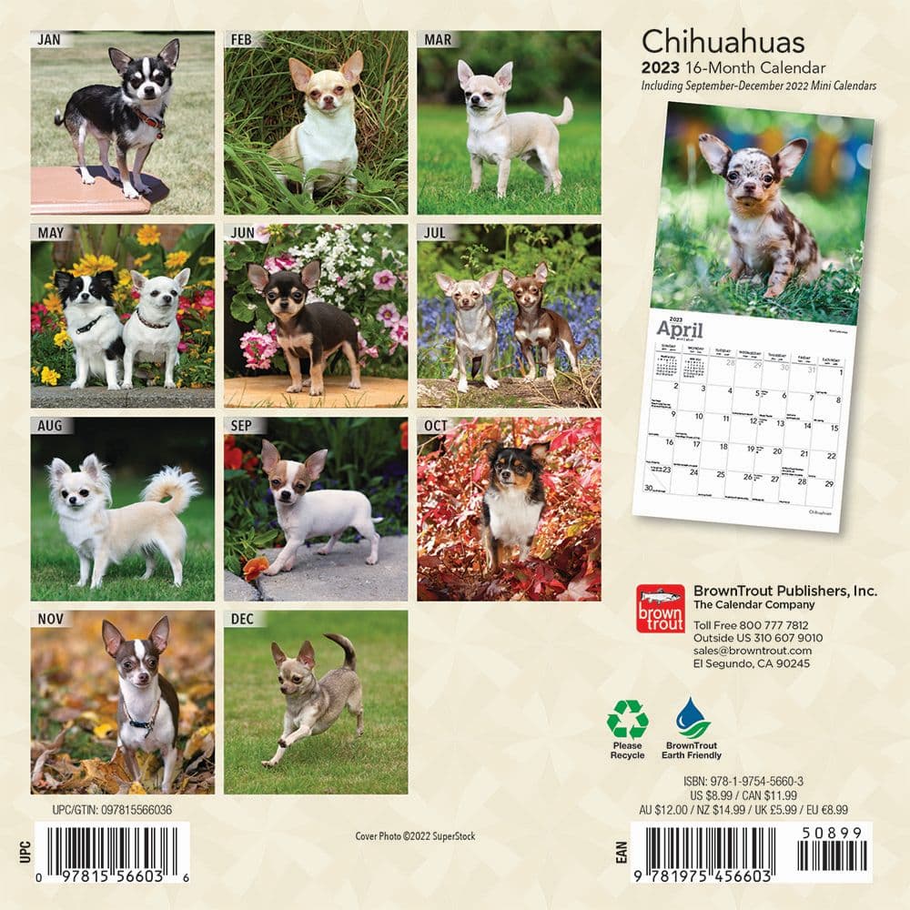 Chihuahuas 2023 Mini Wall Calendar Calendars