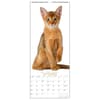 image Cats Vertical 2024 Wall Calendar Fourth Alternate Image width=&quot;1000&quot; height=&quot;1000&quot;