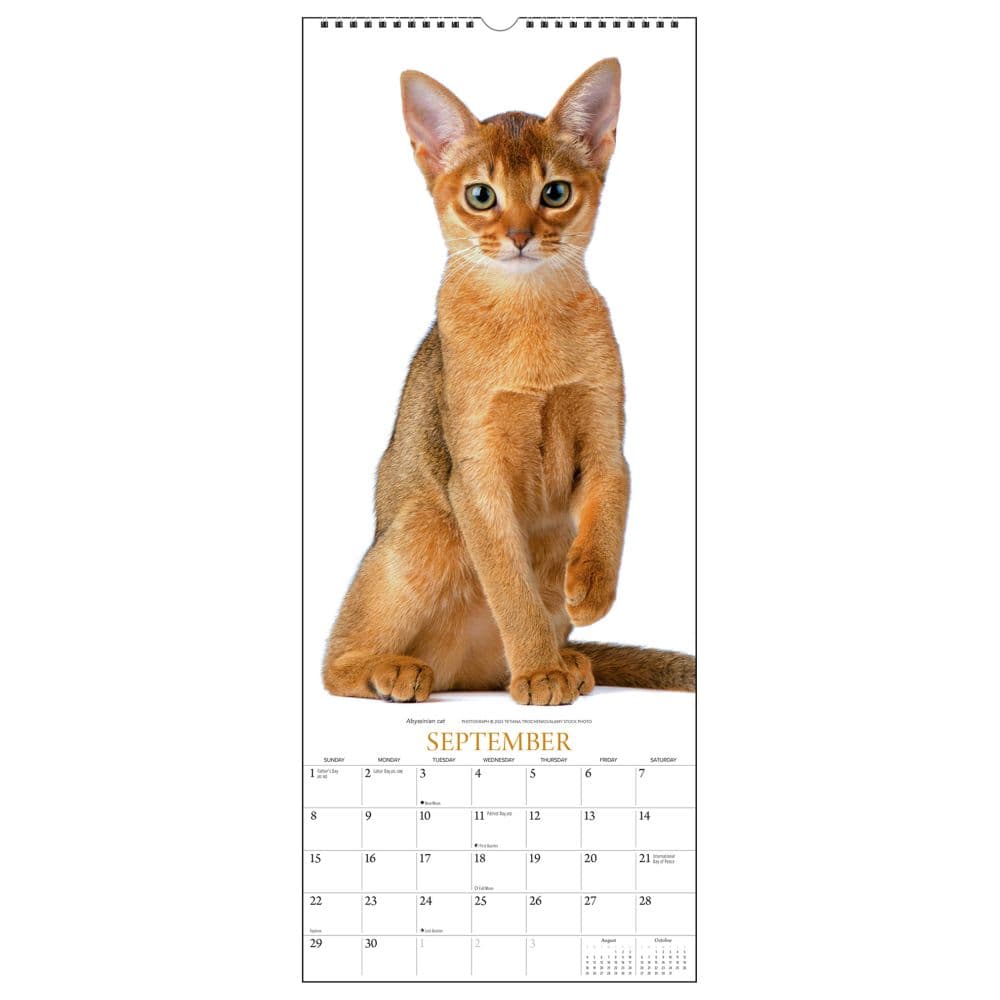 Cats Vertical 2024 Wall Calendar Fourth Alternate Image width=&quot;1000&quot; height=&quot;1000&quot;