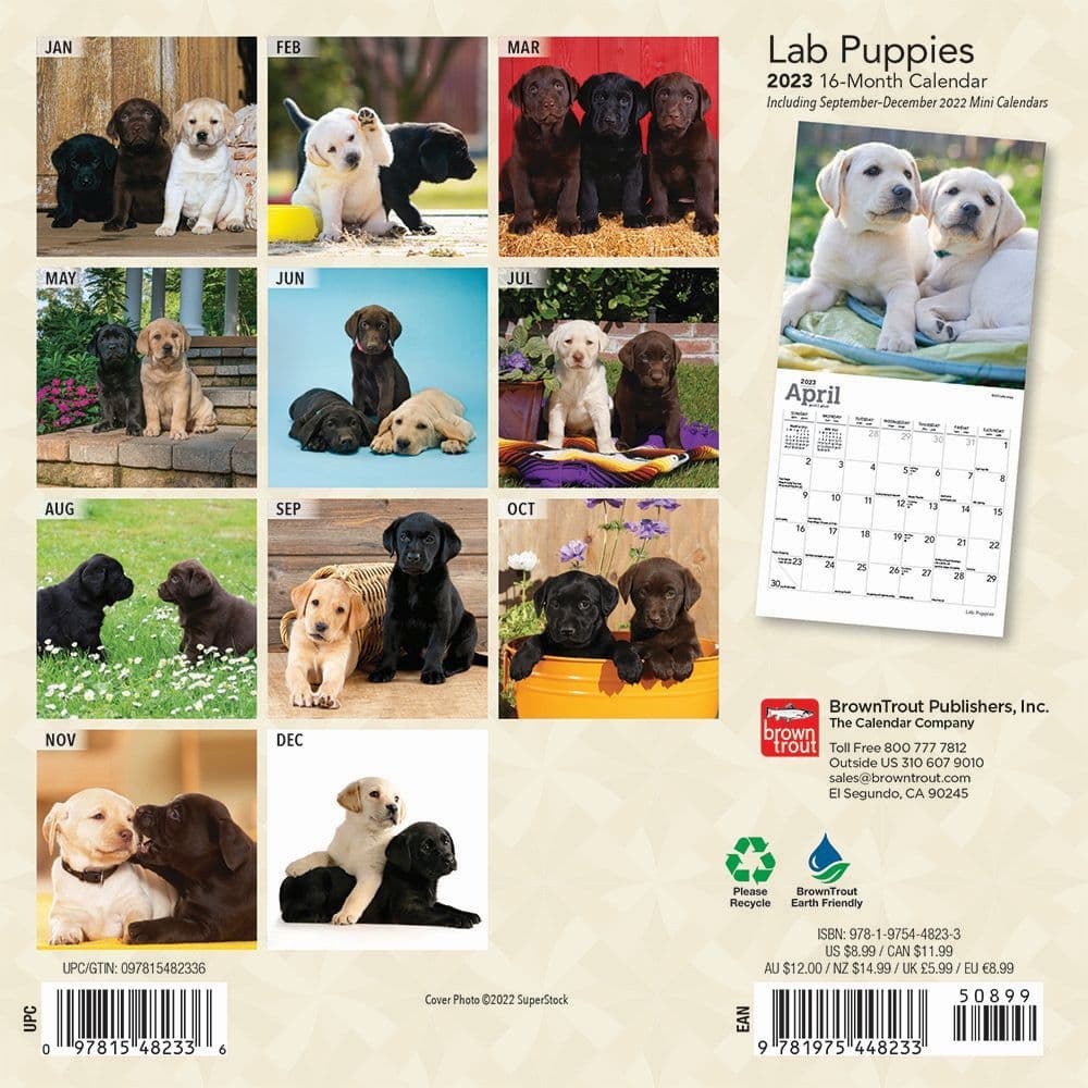 Lab Puppies 2023 Mini Wall Calendar 7x7 - Calendars.com