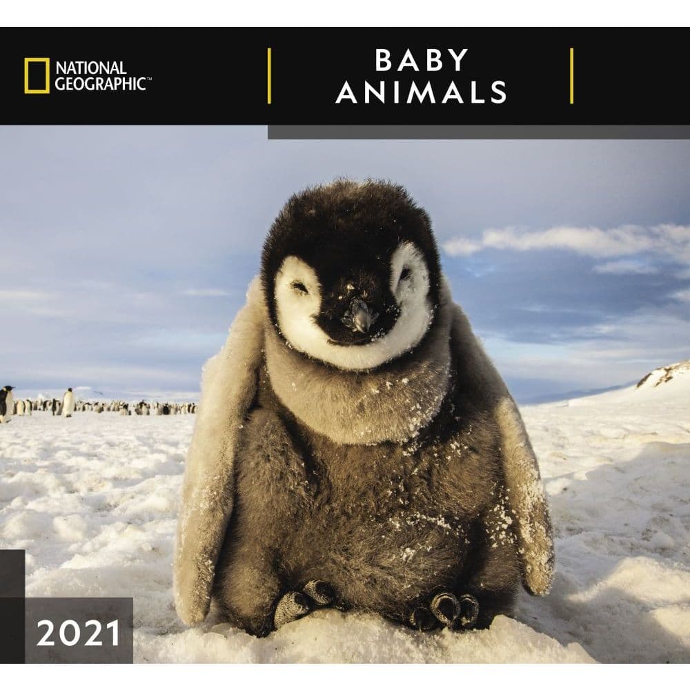 72 Best 2021 Wildlife Calendars Calendar Buy