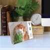 image What Cats Teach Us 2025 Desk Calendar interior