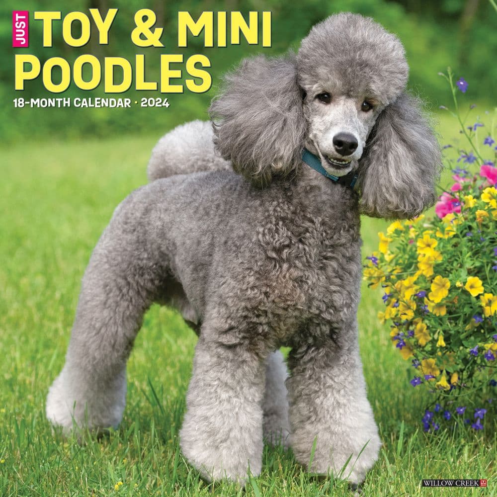 Toy and Miniature Poodles 2025 Wall Calendar