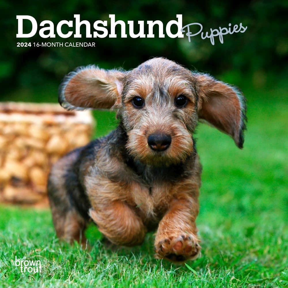 Dachshund Puppies 2024 Mini Wall Calendar