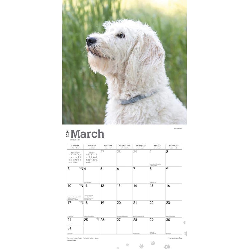 Labradoodles 2024 Wall Calendar