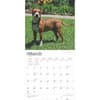 image Pit Bull Terriers 2025 Wall Calendar