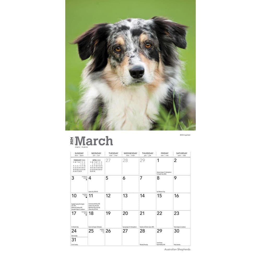 Australian Shepherd 2024 Mini Wall Calendar