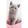 image Cute As A Kitten 2027 2-Year Pocket Planner 
Main Product
Image