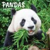 image Pandas 2026 Wall Calendar