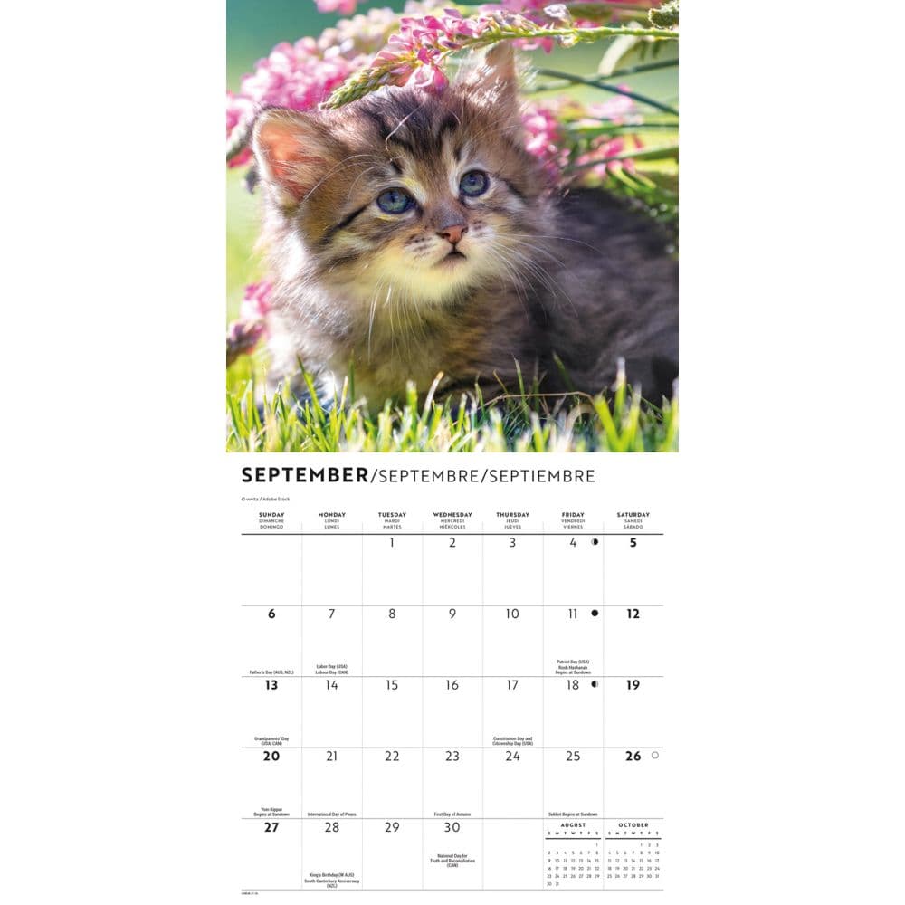 Love of Kittens 2026 Mini Wall Calendar Fourth Alternate Image