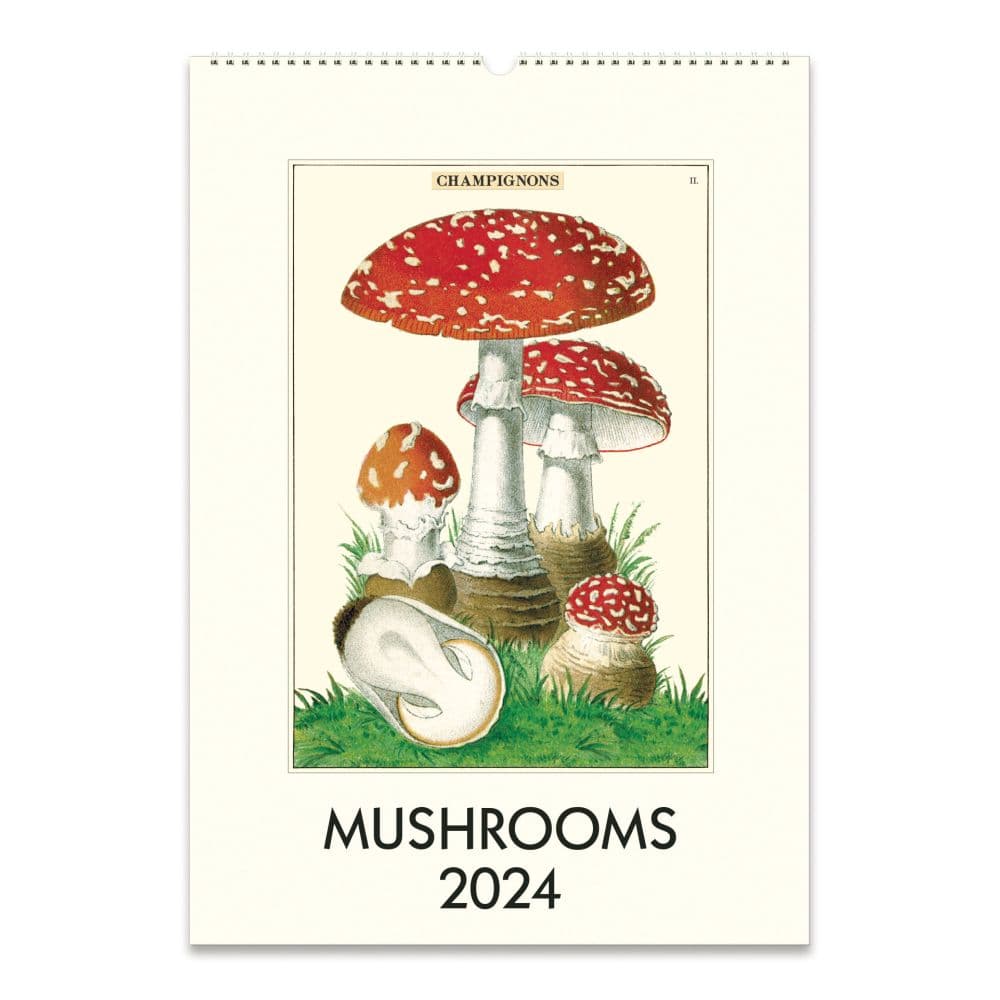 Mushrooms 2024 Poster Wall Calendar