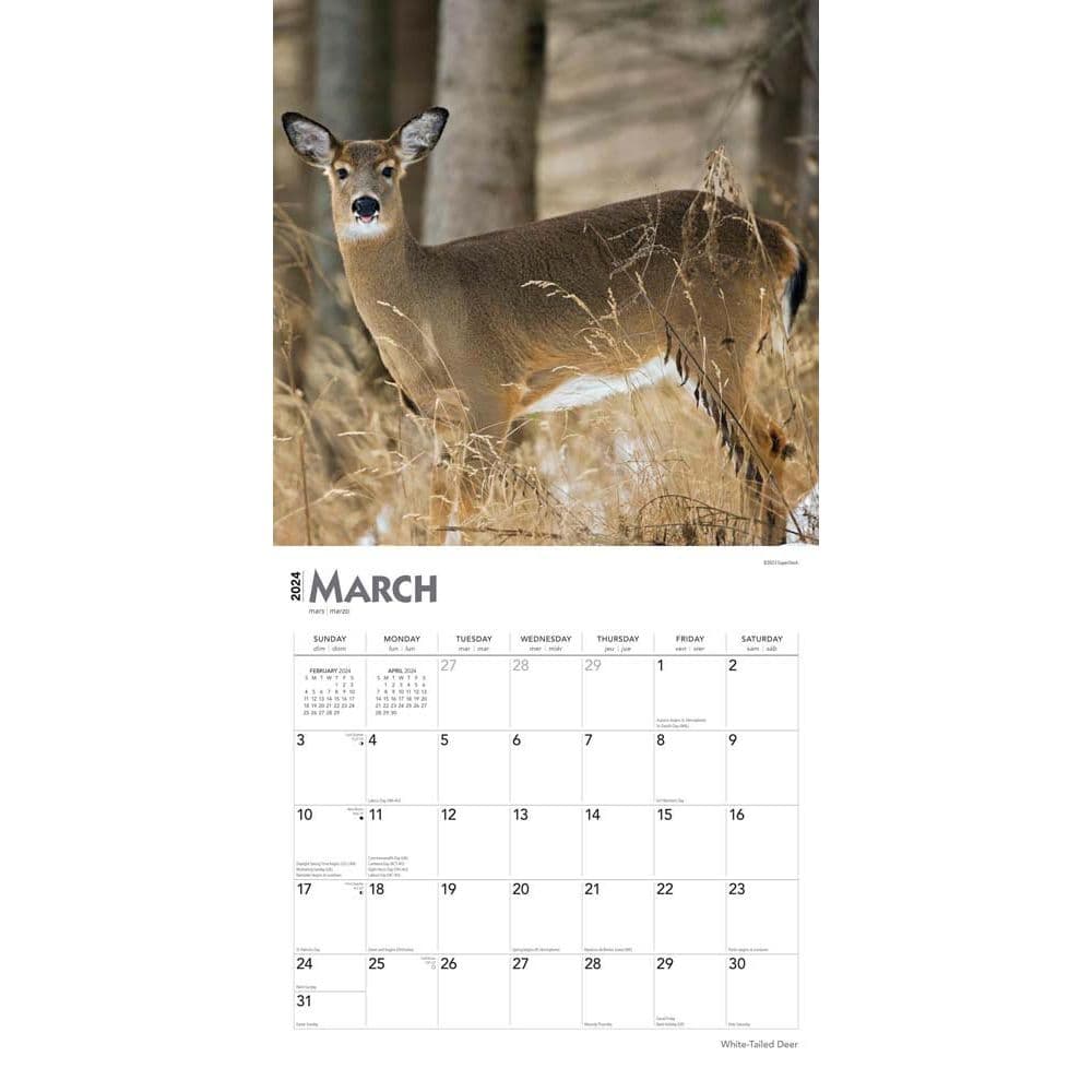 White Tailed Deer 2024 Wall Calendar Second Alternate Image width=&quot;1000&quot; height=&quot;1000&quot;