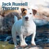 image Jack Russell Terriers 2027 Wall Calendar Main Product Image
