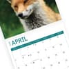 image Foxes 2024 Wall Calendar Third Alternate Image width=&quot;1000&quot; height=&quot;1000&quot;