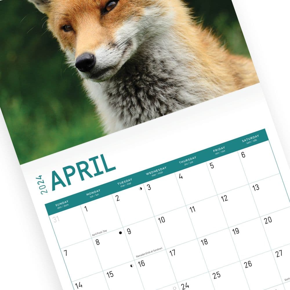 Foxes 2024 Wall Calendar Third Alternate Image width=&quot;1000&quot; height=&quot;1000&quot;