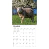 image Sheep 2024 Wall Calendar Second Alternate Image width=&quot;1000&quot; height=&quot;1000&quot;