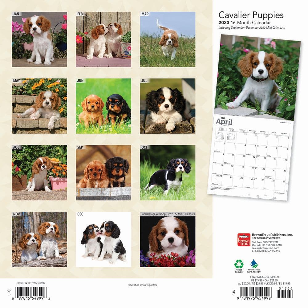 cavalier-king-charles-spaniel-puppies-2023-wall-calendar-calendars