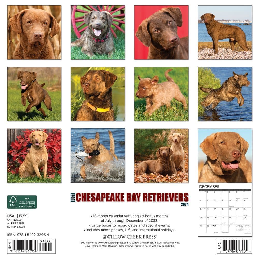 Just Chesapeake Bay Retrievers 2024 Wall Calendar