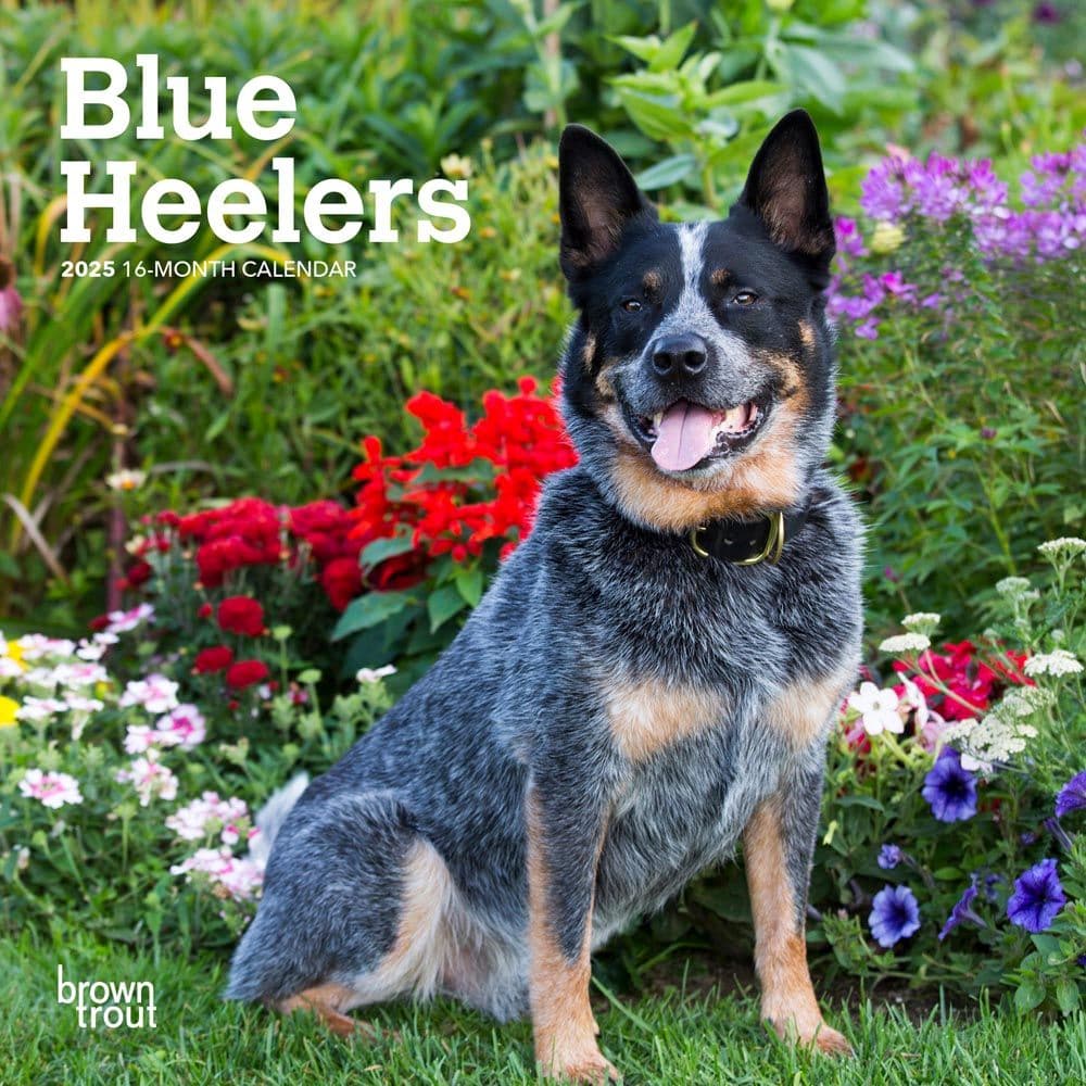 Blue Heelers 2025 Mini Wall Calendar Main Image