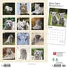 image White Tigers 2024 Wall Calendar First Alternate Image width=&quot;1000&quot; height=&quot;1000&quot;