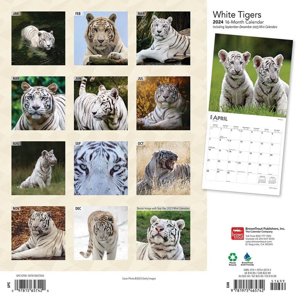 White Tigers 2024 Wall Calendar First Alternate Image width=&quot;1000&quot; height=&quot;1000&quot;